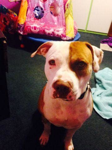 Registry: AKC. . Red nose pitbull for sale in north carolina